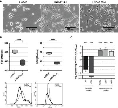 Epiregulin expression and secretion is increased in castration-resistant prostate cancer